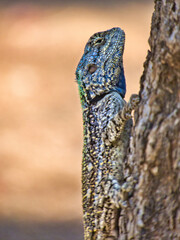 Male Tree Agama