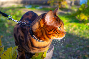 Young beautiful Bengal cat on an autumn walk among the yellow autumn foliage