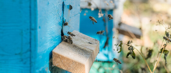 From beehive entrancebees creep out. Honey-bee colony guards on blue hive from looting honeydew.