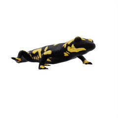 Fire Salamander isolated