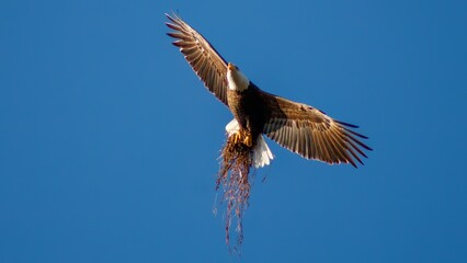 Obraz premium eagle in flight