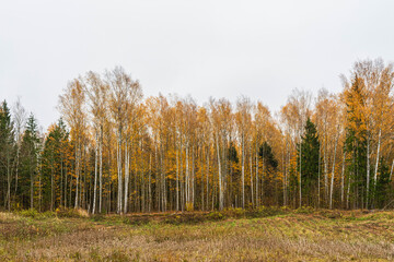 Trees with some remaining yellowed foliage in an overcast autumn. Gloomy day in the autumn forest