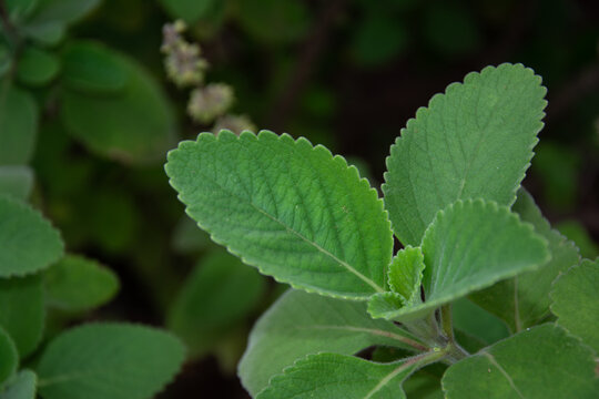 Folha do boldo para fazer ch&aacute;