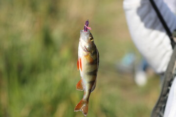perch hanging on the line