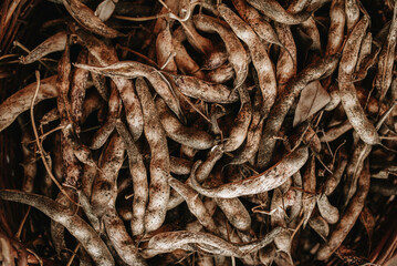 Ripe dry bean pods. Autumn texture. Harvest concept.