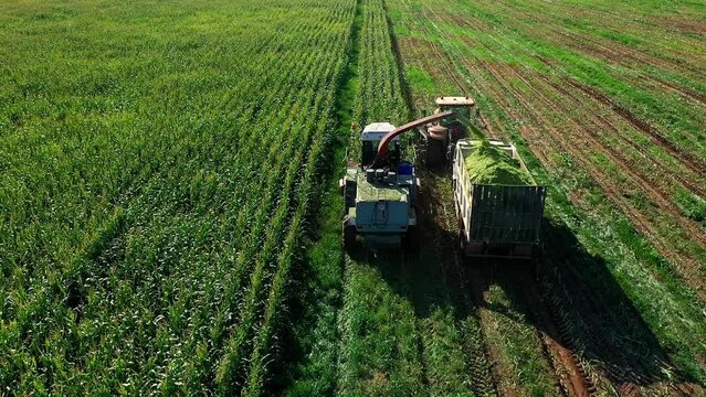 Mechanical Harvesting of a Forage Harvester Corn Fields for Silage. The harvester Moves through a Field of Green and Pours the Crushed Plant in a Tractor Trailer