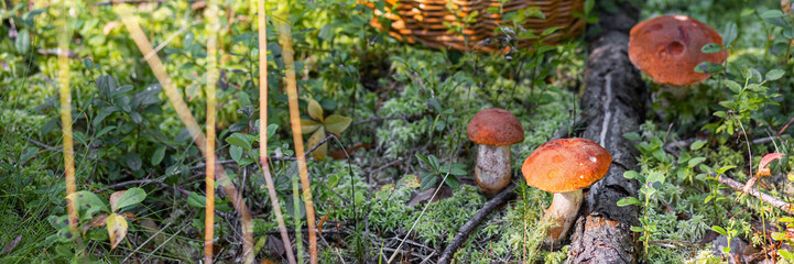 A forest edible brown cep porcini mushroom growing in a natural background. Karelia. Banner copy space for text