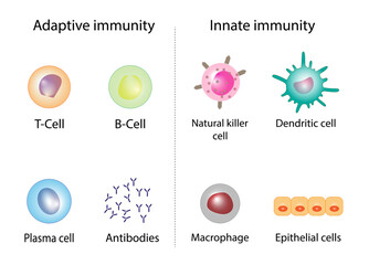 Innate immunity: Dendritic, Macrophage, Epithelial, and Natural killer cells. Adaptive immunity: T-cell, b-cell, Antibodies, Plasma cell. Vector Illustration