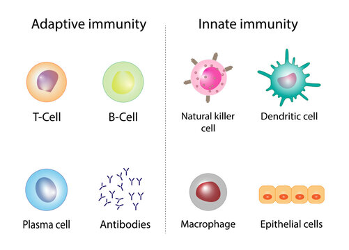 Innate immunity: Dendritic, Macrophage, Epithelial, and Natural killer cells.  Adaptive immunity: T-cell, b-cell, Antibodies, Plasma cell. Vector  Illustration Stock Vector | Adobe Stock