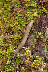 banana slug in rainforest