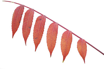 Branch with red leaves close up