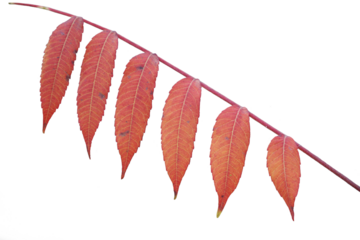 Branch with red leaves close up