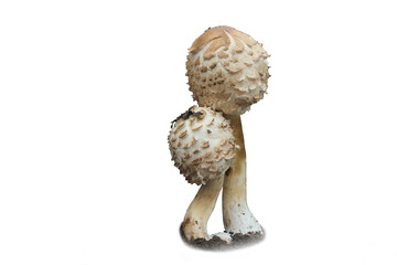 Field champignon mushroom isolated. Psalliota arvensis