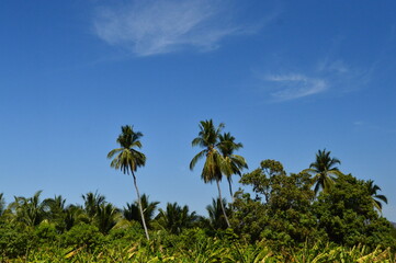 Fototapeta na wymiar palmeras de cocos en oaxaca