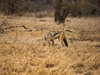 Blacked Backed Jackal