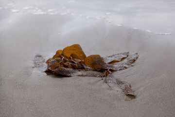 kelp on the beach