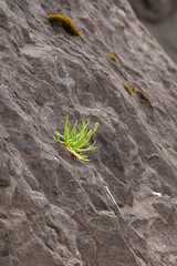 sprout on the ground