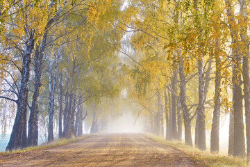 Colorful alley landscape in morning fog. Autumn sunny Magic forest. Wood, rural road, yellow leaves. Travel, walking, cycling, Fall background. Natural tunnel