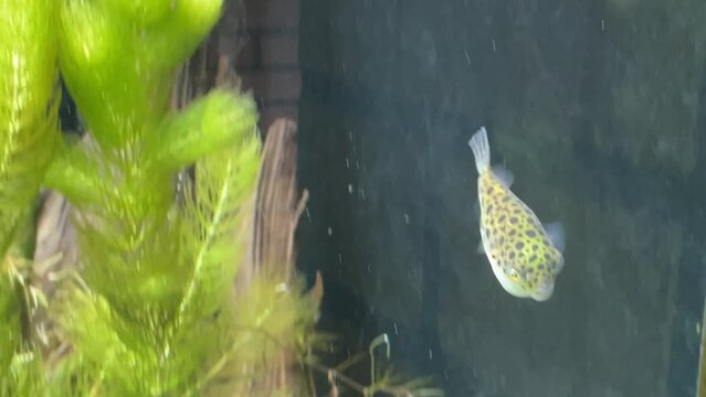 Ein kleiner S&uuml;&szlig;wasser Kugelfisch im Aquarium.