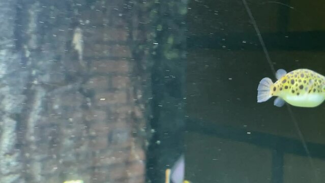 Ein kleiner S&uuml;&szlig;wasser Kugelfisch im Aquarium.
