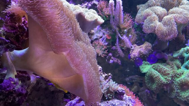 Eine Anemone im Meerwasseraquarium.