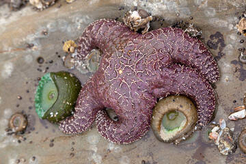 star fish and tide pool