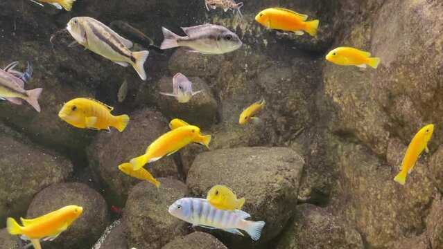 Viele bunte Malawi Buntbarsche im Aquarium.