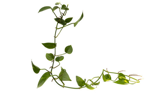 ThePhilodendron cordatum, or heart-leaved philodendron, isolated on white background. It is a plant native to southeastern Brazil. Often mistaken for pothos, this plant is epiphytic .