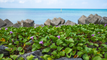南国沖縄の海辺で見られる軍配昼顔