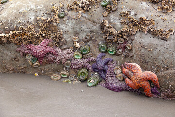 starfish and tide pool 