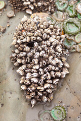 pile of shells