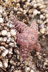 starfish on the sand