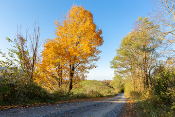 Obraz premium Bright orange fall tree next to rural gravel road through autumn forest horizontal