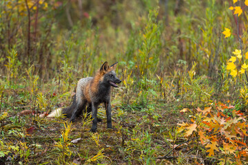 Cross Fox (Vulpes vulpes) Looks Right Mouth Open on Damp Island Autumn