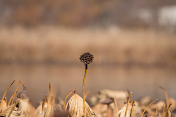 Dried up water lily seed pod isolated on a brown background outdoors at the marsh on a fall day in Iowa. 