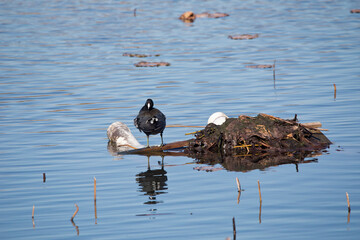 An American coot stands on a man-made island in the marsh on an autumn day in Iowa. 