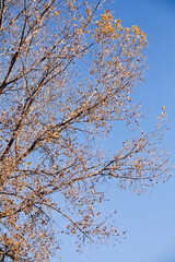 Tree with autumn leaves with blue sky background on a fall day in Iowa. 