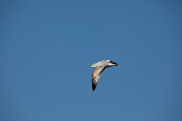 Fototapeta na wymiar seagull in flight in Iowa
