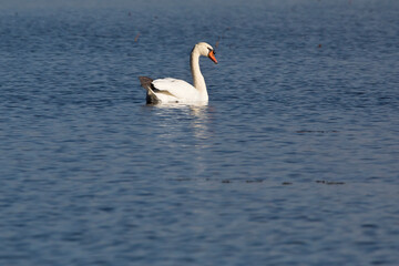 Side view of a mute swan on the Mississippi River in Iowa on an autumn day. 