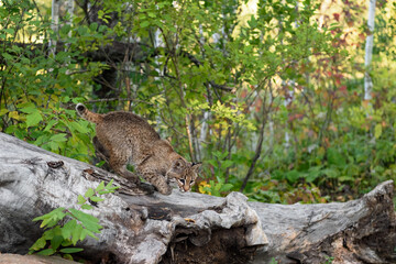 Bobcat (Lynx rufus) Stalks Down Log Autumn