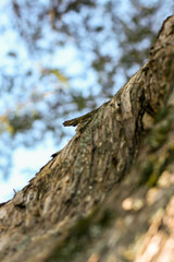 tree trunk with moss