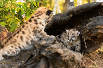 Cougar Kitten (Puma concolor) Looks at Sibling Inside Log Autumn