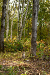 Cougar Kitten (Puma concolor) Sits at Base of Tree in Forest Autumn