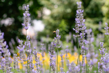lavender flowers in the garden