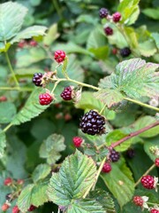 blackberry on the bush