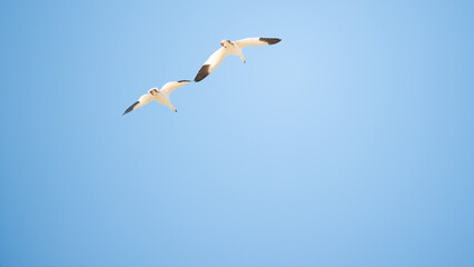 snow geese