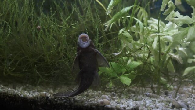 Pez limpia fondos. Pez gato. Chupa cristales