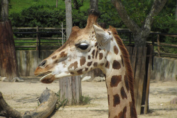 Jirafa