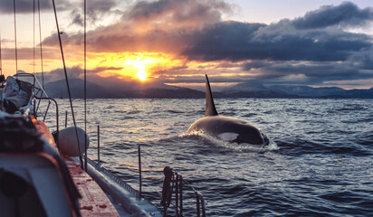 Orca Killerwhale traveling on ocean water with sunset Norway Fiords on winter background - 543065608
