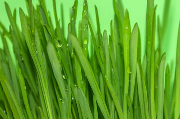 Fototapeta na wymiar Fresh Green Grass with Water Drops close up on Green background.